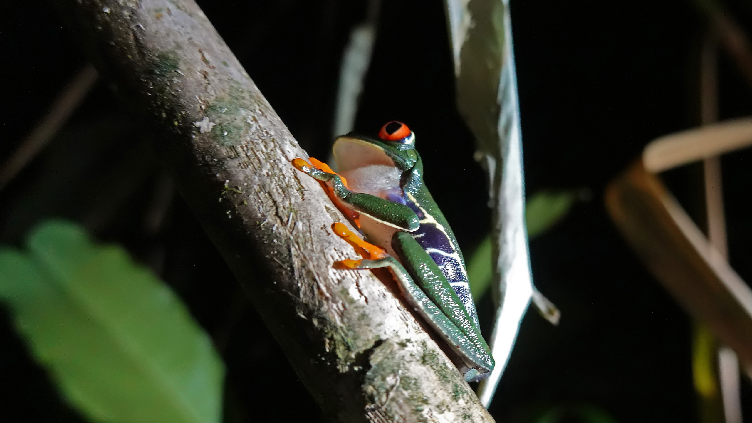 Frosch auf Ast bei Nacht